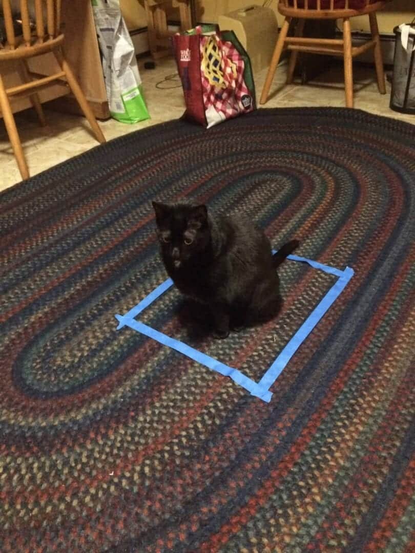 why are cats attracted to squares?