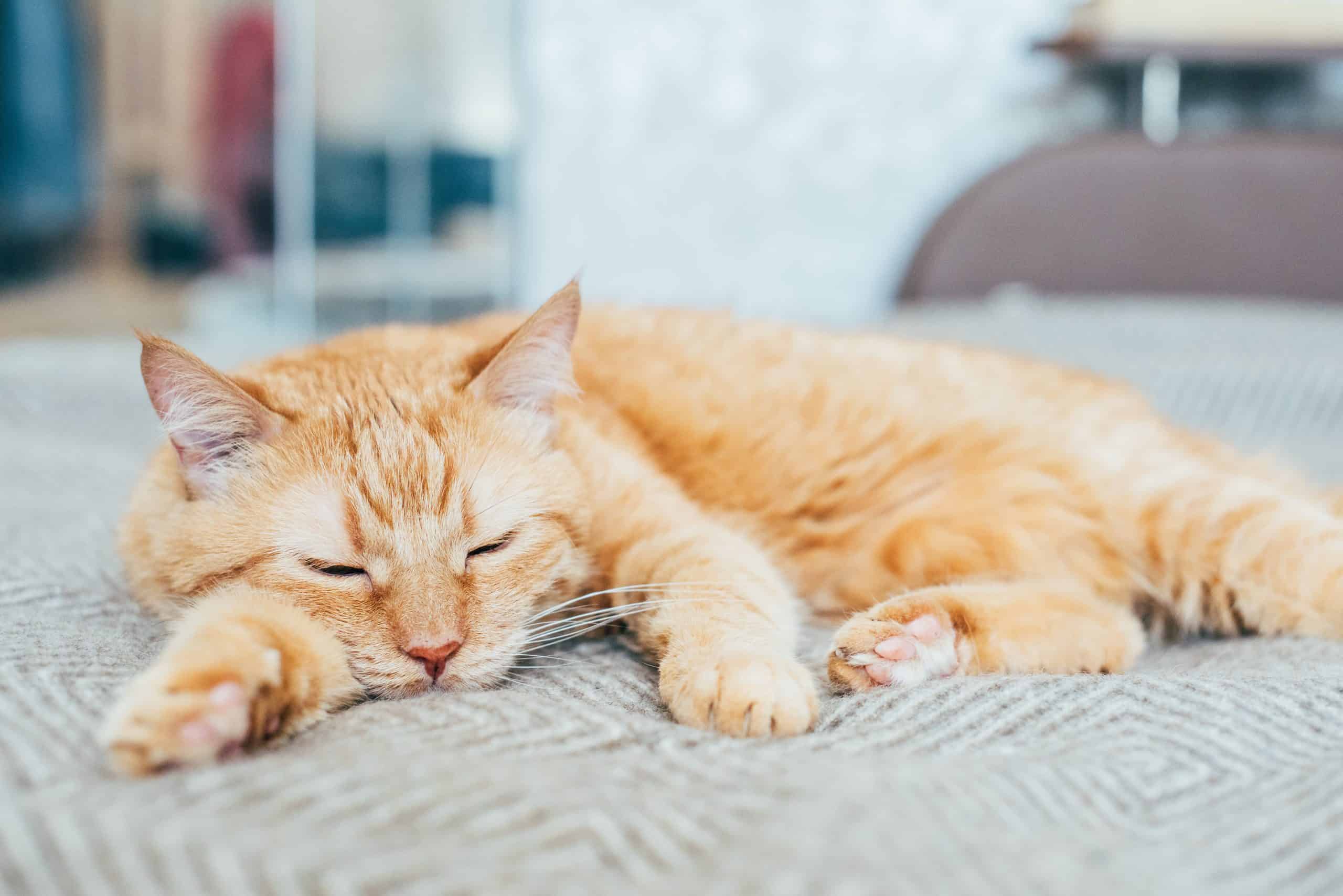 Warning Signs Your That Your Cat Could Actually Be In Pain Cattitude