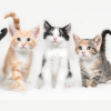 facts about kittens