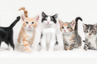 facts about kittens
