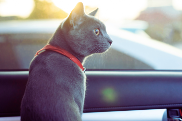 why do some cats act like dogs?
