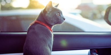 why do some cats act like dogs?