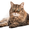 adopt a senior cat