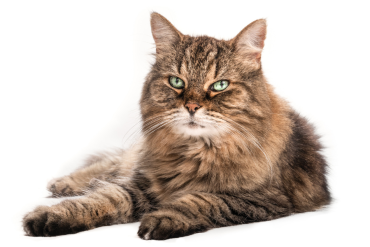 adopt a senior cat