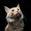 why are cats attracted to the pspsps sound?