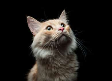 why are cats attracted to the pspsps sound?