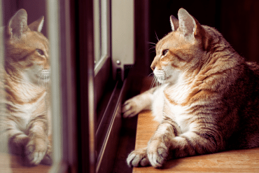 how much do cats remember