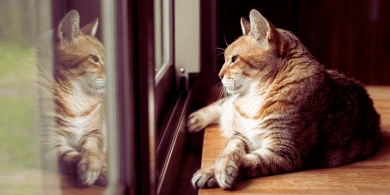 how much do cats remember