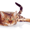myths about cats