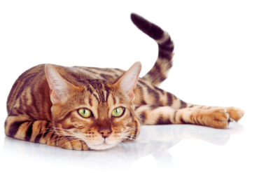 myths about cats