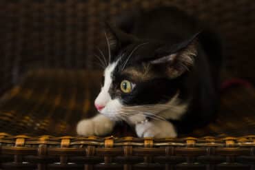 scaredy cat