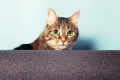 warning signs your cat could be in pain