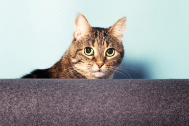 warning signs your cat could be in pain
