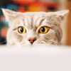 why are cats so curious