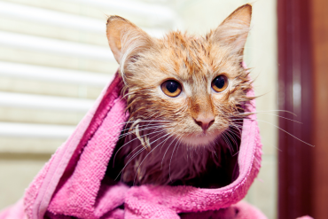 why do cats hate water