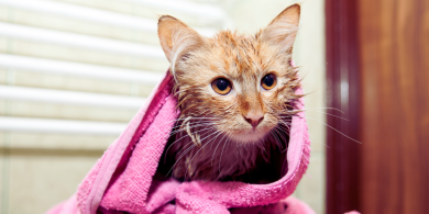 why do cats hate water