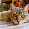 why do cats have ear slits