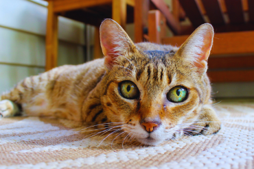 why do cats have ear slits