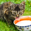 Is my cat lactose intolerant
