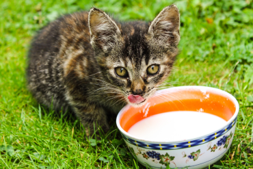 Is my cat lactose intolerant