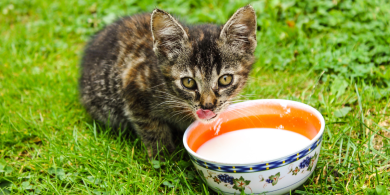 Is my cat lactose intolerant