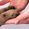 why don't cats like it when you touch their paws