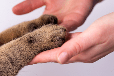 why don't cats like it when you touch their paws