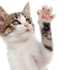 why do so many cats have white paws?