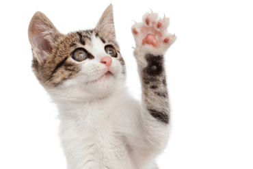 why do so many cats have white paws?