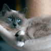 clingy cat breeds