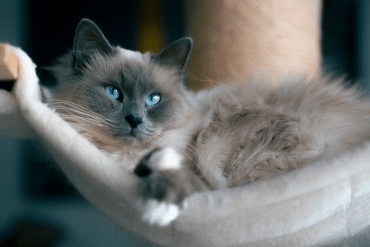 clingy cat breeds