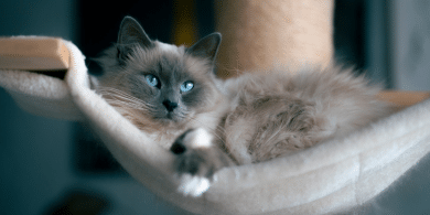 clingy cat breeds