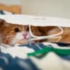 why do cats like to hide