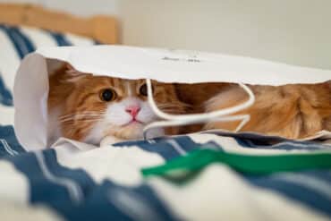 why do cats like to hide
