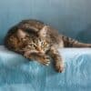 how to mask the cat smell in your home