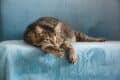how to mask the cat smell in your home