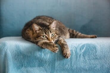 how to mask the cat smell in your home
