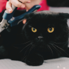 how to trim your cat's nails