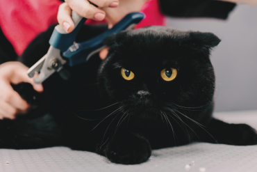 how to trim your cat's nails
