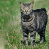 manx cat facts