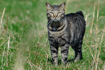 manx cat facts