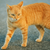what to know about cat body language