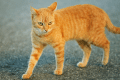 what to know about cat body language