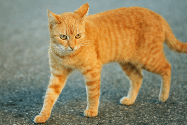 what to know about cat body language
