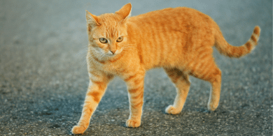 what to know about cat body language