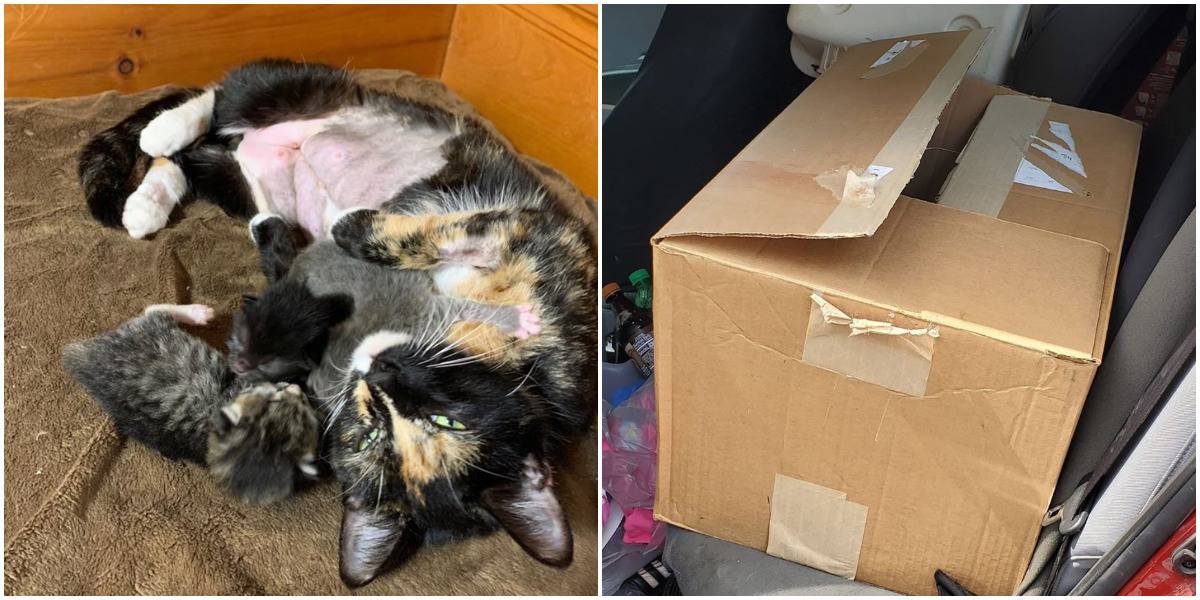 Cat In Active Labor Abandoned In A Box Gets Saved By Kindhearted Woman