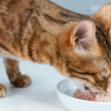 can I give my cat canned tuna fish