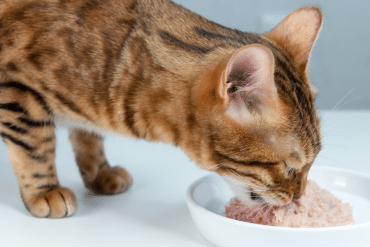 can I give my cat canned tuna fish