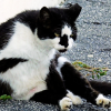 caring for feral cats in your area