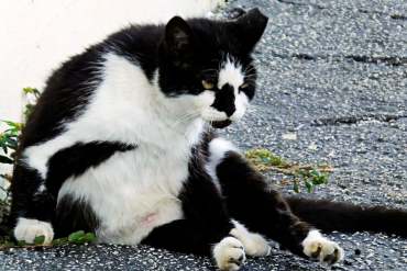 caring for feral cats in your area
